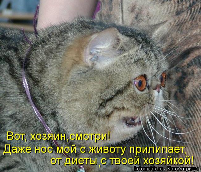 Вот, хозяин,смотри! Даже нос мой с животу прилипает, от диеты с твоей хозяйкой! ,... Котоматрица: Вот, хозяин,смотри! Даже нос мой с животу прилипает, от диеты с твоей хозяйкой! ,