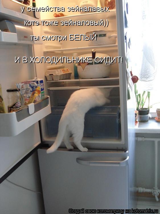 у семейства зейналавых котэ тоже зейналовый)) ты смотри БЕЛЫЙ И В ХОЛОДИЛЬНИКЕ СИДИТ!... Котоматрица: у семейства зейналавых котэ тоже зейналовый)) ты смотри БЕЛЫЙ И В ХОЛОДИЛЬНИКЕ СИДИТ!