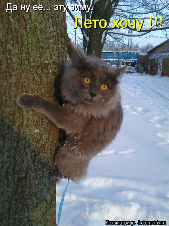 Да ну её... эту зиму. Лето хочу !!!... Котоматрица: Да ну её... эту зиму. Лето хочу !!!