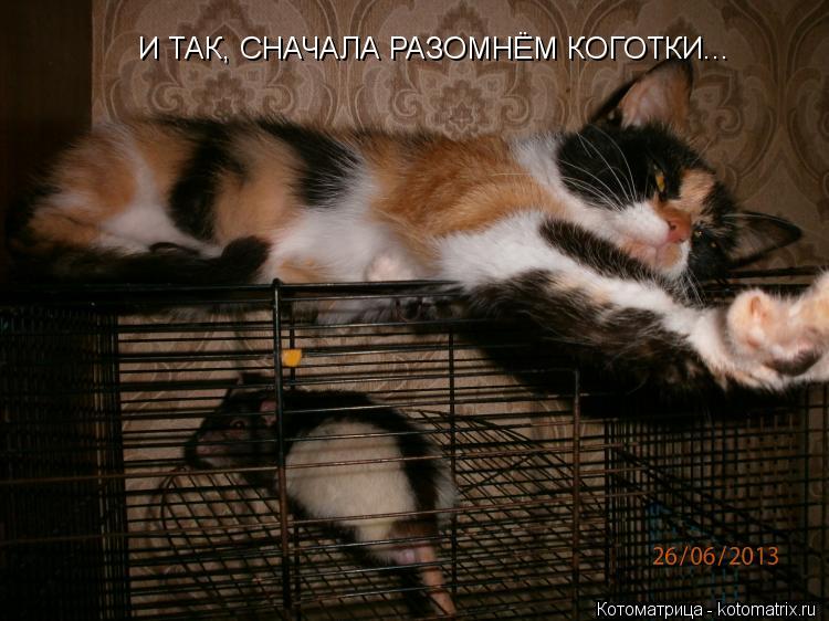 И ТАК, СНАЧАЛА РАЗОМНЁМ КОГОТКИ...... Котоматрица: И ТАК, СНАЧАЛА РАЗОМНЁМ КОГОТКИ...