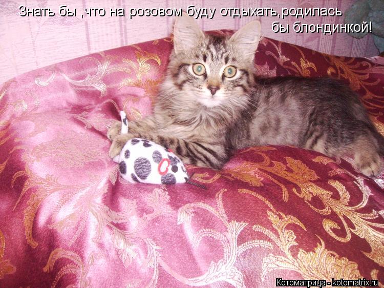 Знать бы ,что на розовом буду отдыхать,родилась бы блондинкой!... Котоматрица: Знать бы ,что на розовом буду отдыхать,родилась бы блондинкой!