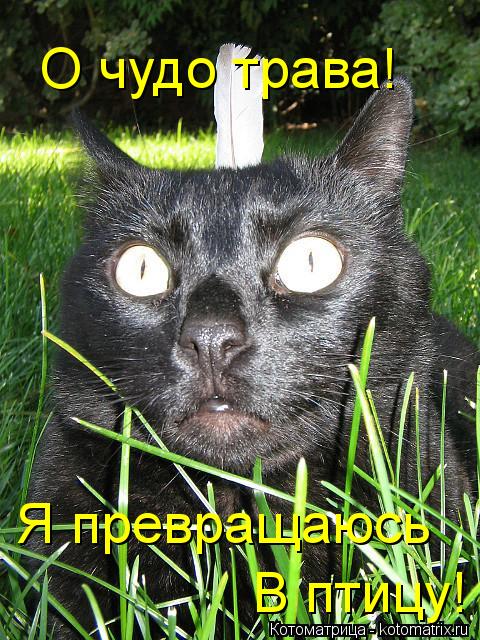 О чудо трава! Я превращаюсь В птицу!... Котоматрица: О чудо трава! Я превращаюсь В птицу!