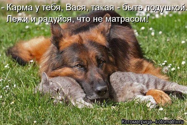 Котоматрица: - Карма у тебя, Вася, такая - быть подушкой. Лежи и радуйся, что не матрасом!