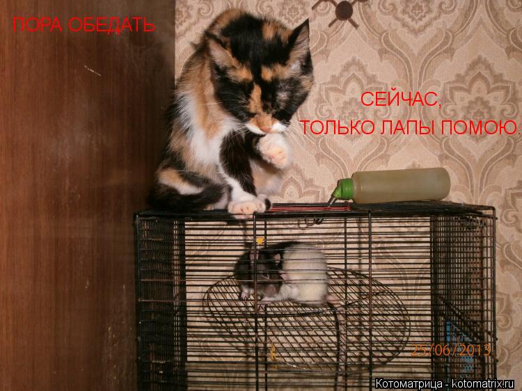 ПОРА ОБЕДАТЬ ТОЛЬКО ЛАПЫ ПОМОЮ. СЕЙЧАС,... Котоматрица: ПОРА ОБЕДАТЬ ТОЛЬКО ЛАПЫ ПОМОЮ. СЕЙЧАС,