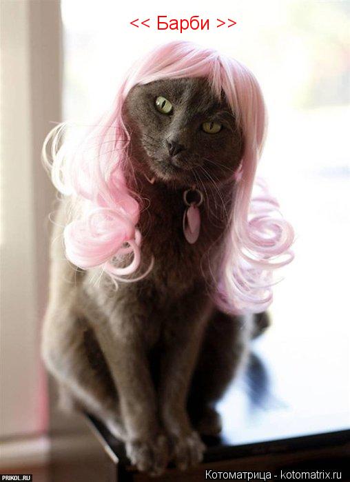 Котоматрица: << Барби >>