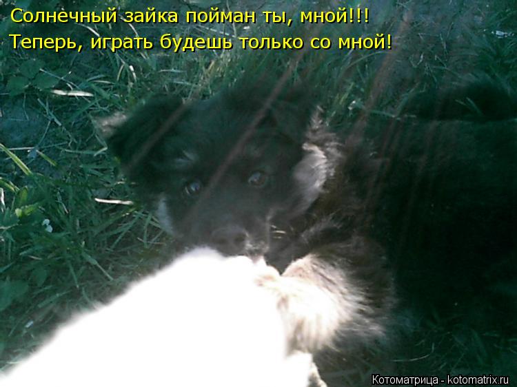 Солнечный зайка пойман ты, мной!!! Теперь, играть будешь только со мной!... Котоматрица: Солнечный зайка пойман ты, мной!!! Теперь, играть будешь только со мной!