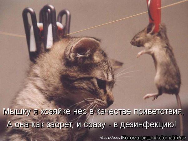 Мышку я хозяйке нес в качестве приветствия, А она как заорет, и сразу - в дезинфекцию!... Котоматрица: Мышку я хозяйке нес в качестве приветствия, А она как заорет, и сразу - в дезинфекцию!