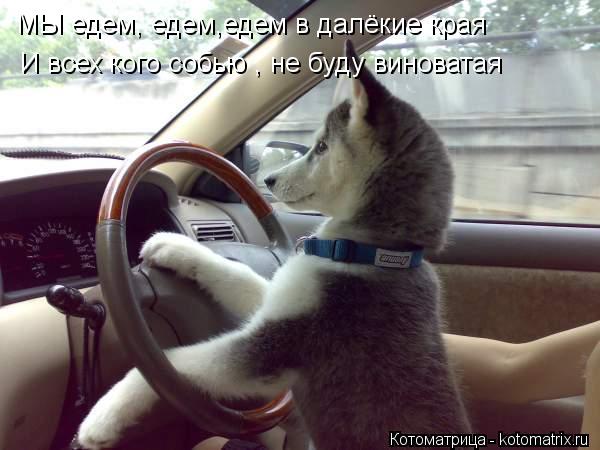 МЫ едем, едем,едем в далёкие края И всех кого собью , не буду виноватая... Котоматрица: МЫ едем, едем,едем в далёкие края И всех кого собью , не буду виноватая