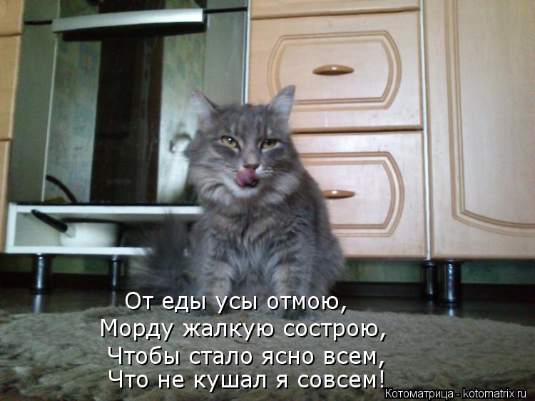 Чтобы стало ясно всем, Что не кушал я совсем! От еды усы отмою, Морду жалкую сострою,... Котоматрица: Чтобы стало ясно всем, Что не кушал я совсем! От еды усы отмою, Морду жалкую сострою,