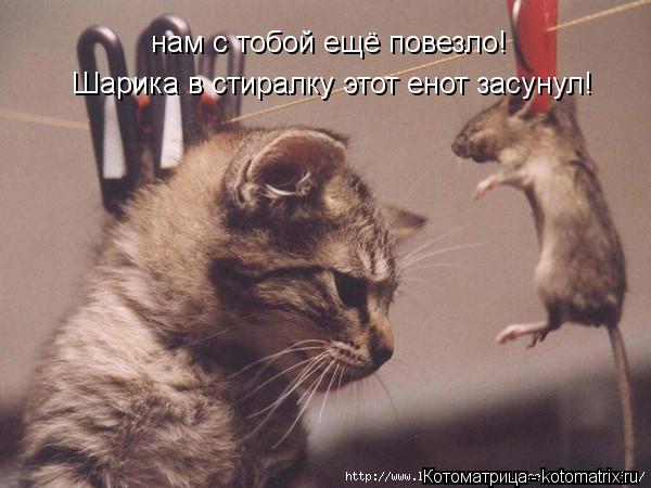 Котоматрица: нам с тобой ещё повезло! Шарика в стиралку этот енот засунул!