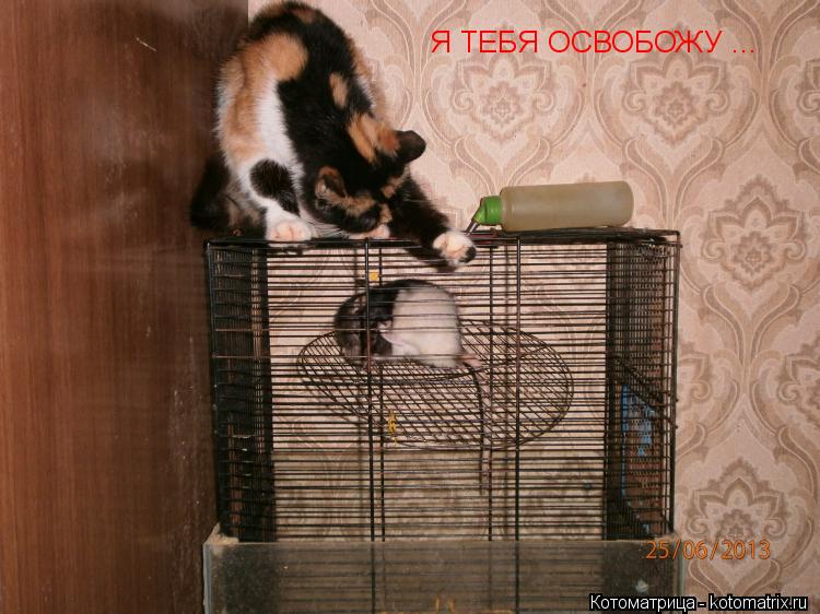 Я ТЕБЯ ОСВОБОЖУ ...... Котоматрица: Я ТЕБЯ ОСВОБОЖУ ...