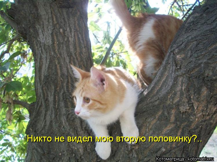 Никто не видел мою вторую половинку?..... Котоматрица: Никто не видел мою вторую половинку?..