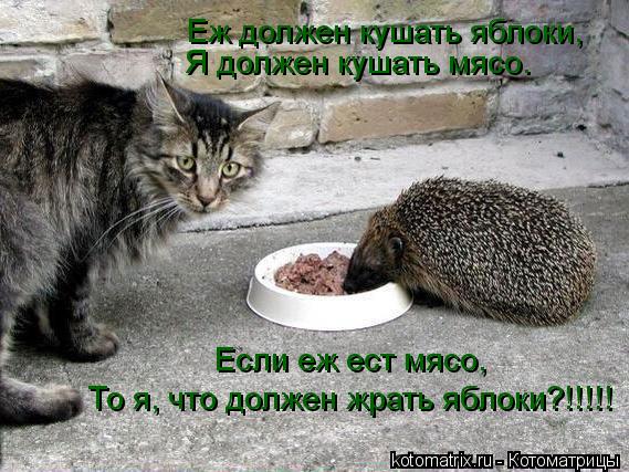 Еж должен кушать яблоки, Я должен кушать мясо. Если еж ест мясо, То я, что должен жрать яблоки?!!!!!... Котоматрица: Еж должен кушать яблоки, Я должен кушать мясо. Если еж ест мясо, То я, что должен жрать яблоки?!!!!!