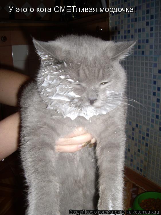У этого кота СМЕТливая мордочка!... Котоматрица: У этого кота СМЕТливая мордочка!