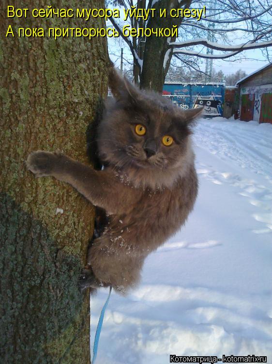 Вот сейчас мусора уйдут и слезу! А пока притворюсь белочкой... Котоматрица: Вот сейчас мусора уйдут и слезу! А пока притворюсь белочкой