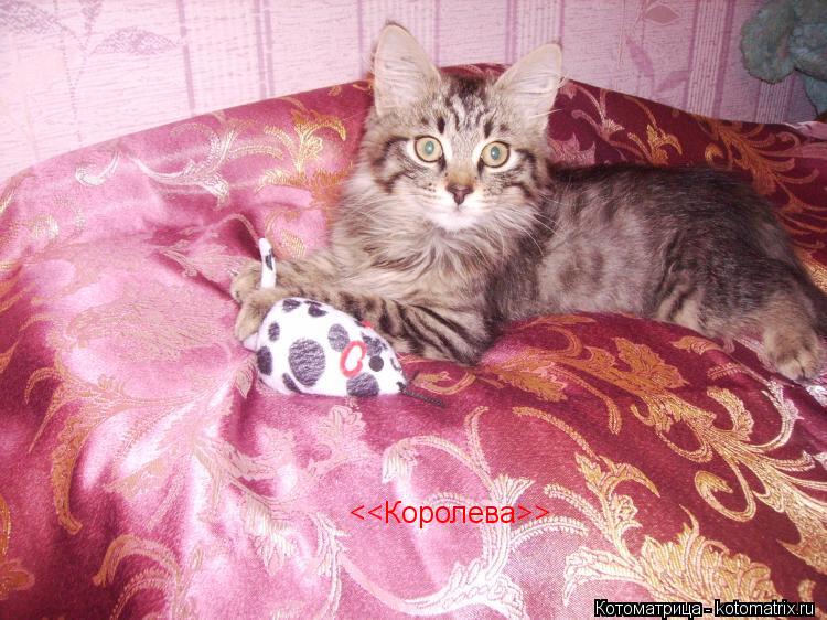 Котоматрица: <<Королева>>