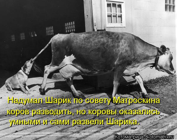 Надумал Шарик по совету Матроскина коров разводить, но коровы оказались умными и сами развели Шарика... Котоматрица: Надумал Шарик по совету Матроскина коров разводить, но коровы оказались умными и сами развели Шарика.