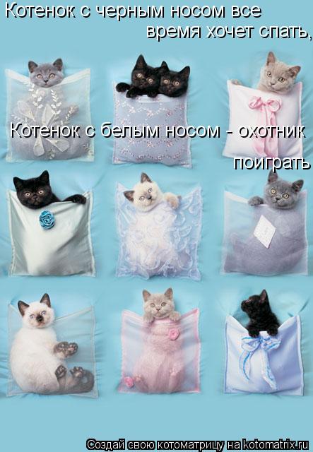 Котоматрица: Котенок с черным носом все  время хочет спать,   Котенок с белым носом - охотник  поиграть
