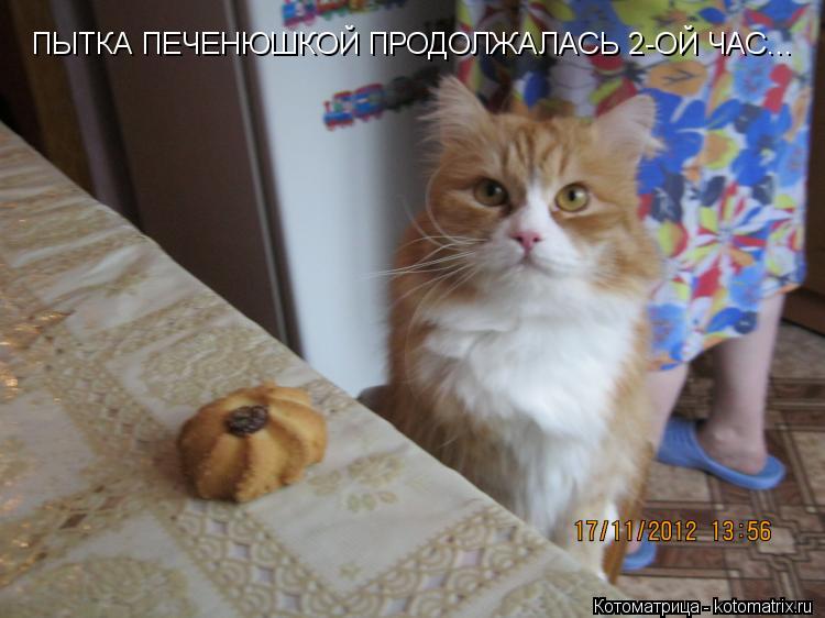 ПЫТКА ПЕЧЕНЮШКОЙ ПРОДОЛЖАЛАСЬ 2-ОЙ ЧАС...... Котоматрица: ПЫТКА ПЕЧЕНЮШКОЙ ПРОДОЛЖАЛАСЬ 2-ОЙ ЧАС...