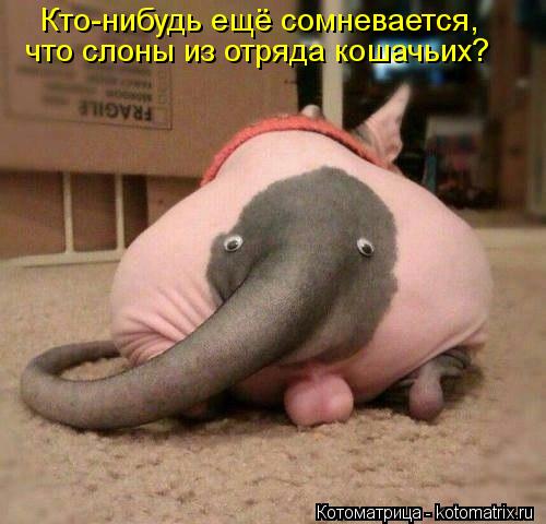 Кто-нибудь ещё сомневается, что слоны из отряда кошачьих?... Котоматрица: Кто-нибудь ещё сомневается, что слоны из отряда кошачьих?