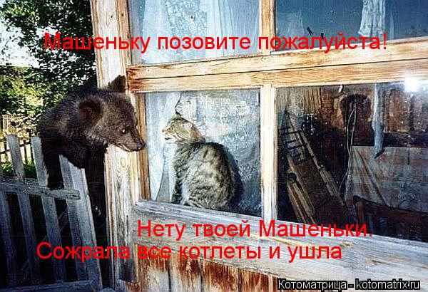 Машеньку позовите пожалуйста! Нету твоей Машеньки. Сожрала все котлеты и ушла... Котоматрица: Машеньку позовите пожалуйста! Нету твоей Машеньки. Сожрала все котлеты и ушла