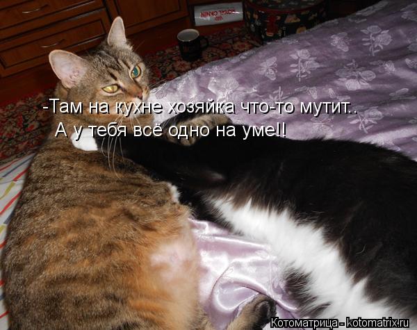 -Там на кухне хозяйка что-то мутит.. А у тебя всё одно на уме!!... Котоматрица: -Там на кухне хозяйка что-то мутит.. А у тебя всё одно на уме!!