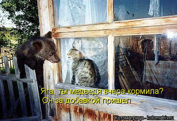 Яга, ты медведя вчера кормила? Он за добавкой пришел... Котоматрица: Яга, ты медведя вчера кормила? Он за добавкой пришел