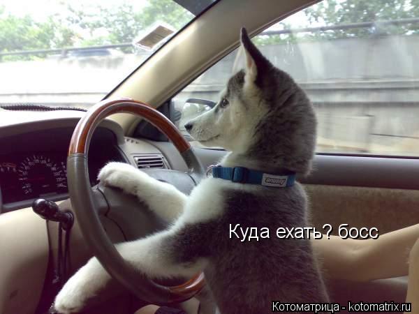 Куда ехать? босс... Котоматрица: Куда ехать? босс