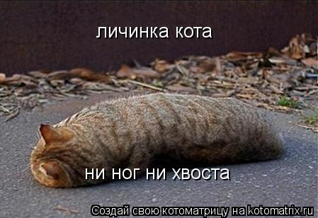 Котоматрица: личинка кота ни ног ни хвоста