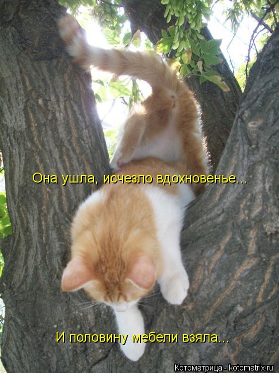 Она ушла, исчезло вдохновенье... И половину мебели взяла...... Котоматрица: Она ушла, исчезло вдохновенье... И половину мебели взяла...