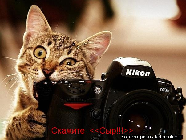 Котоматрица: Скажите  <<Сыр!!!>>
