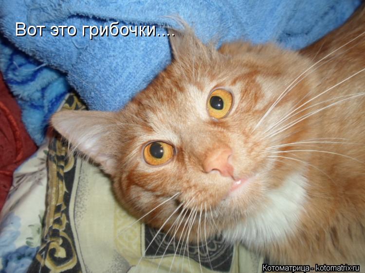 Вот это грибочки....... Котоматрица: Вот это грибочки....