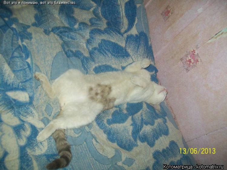 Вот это я понимаю, вот это блаженство.... Котоматрица: Вот это я понимаю, вот это блаженство.