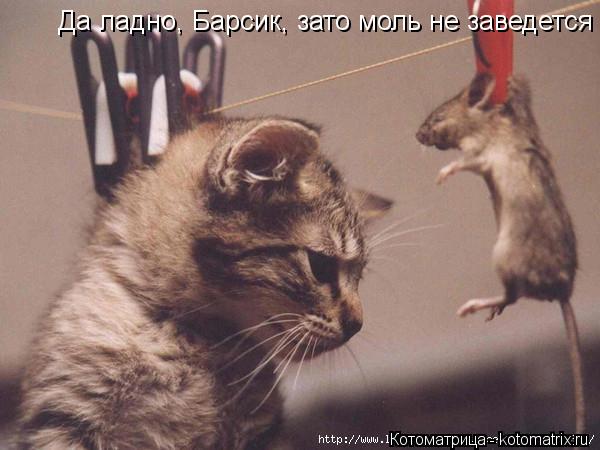 Да ладно, Барсик, зато моль не заведется... Котоматрица: Да ладно, Барсик, зато моль не заведется