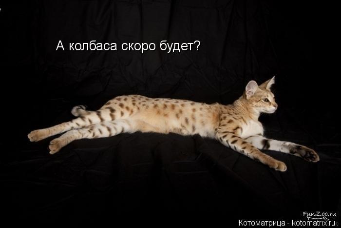 А колбаса скоро будет?... Котоматрица: А колбаса скоро будет?