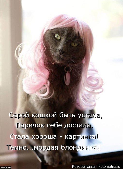 Серой кошкой быть устала, Паричок себе достала. Темно...мордая блондинка! Стала хороша - картинка!... Котоматрица: Серой кошкой быть устала, Паричок себе достала. Темно...мордая блондинка! Стала хороша - картинка!