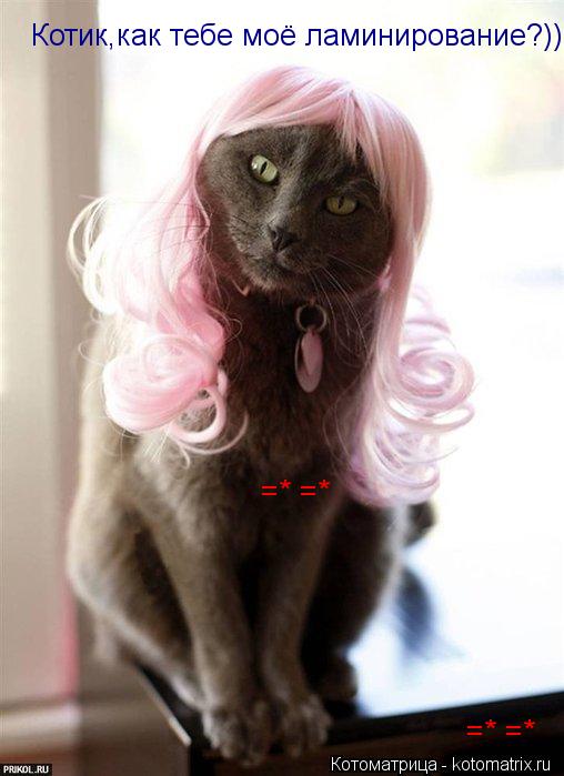 Котик,как тебе моё ламинирование?)) =* =* =* =*... Котоматрица: Котик,как тебе моё ламинирование?)) =* =* =* =*