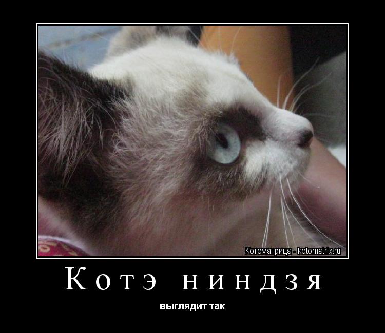 Котэ ниндзя выглядит так... Котоматрица: Котэ ниндзя выглядит так