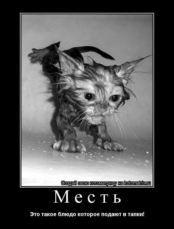 Месть Это такое блюдо которое подают в тапки!... Котоматрица: Месть Это такое блюдо которое подают в тапки!