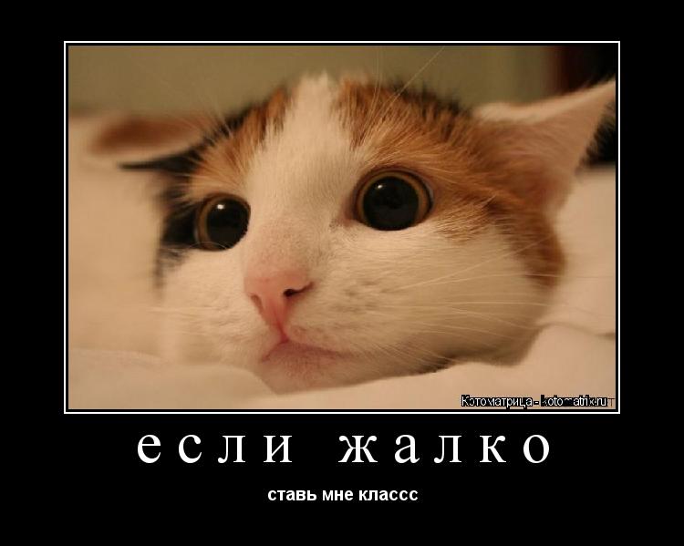 если жалко ставь мне классс... Котоматрица: если жалко ставь мне классс