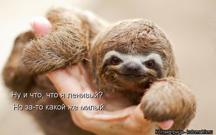Ну и что, что я ленивый? Но за-то какой же милый.... Котоматрица: Ну и что, что я ленивый? Но за-то какой же милый.