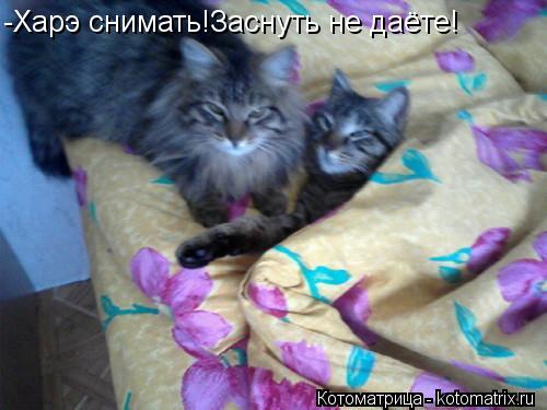 -Харэ снимать!Заснуть не даёте!... Котоматрица: -Харэ снимать!Заснуть не даёте!