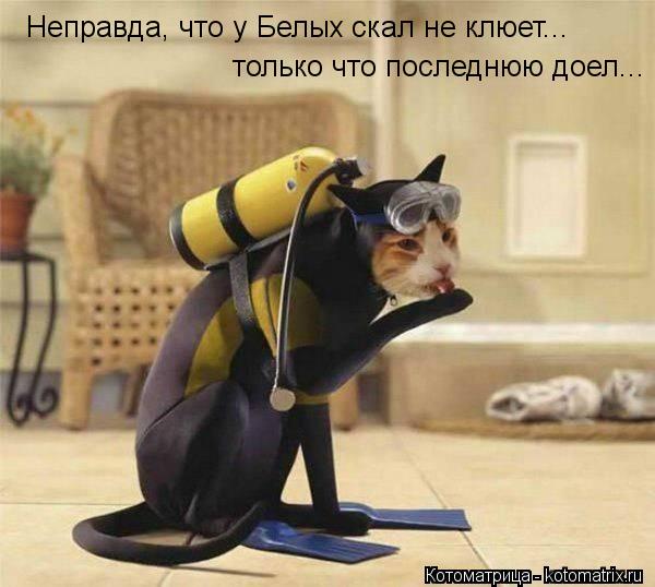 Неправда, что у Белых скал не клюет... только что последнюю доел...... Котоматрица: Неправда, что у Белых скал не клюет... только что последнюю доел...