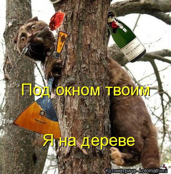 Под окном твоим Я на дереве... Котоматрица: Под окном твоим Я на дереве