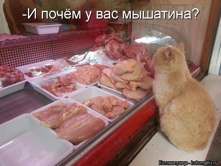 -И почём у вас мышатина?... Котоматрица: -И почём у вас мышатина?