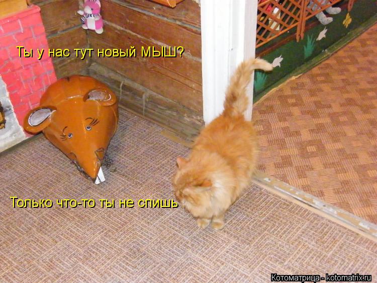 Ты у нас тут новый МЫШ? Только что-то ты не спишь... Котоматрица: Ты у нас тут новый МЫШ? Только что-то ты не спишь