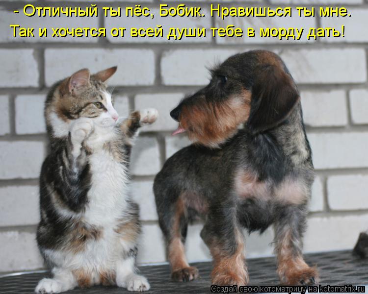 - Отличный ты пёс, Бобик. Нравишься ты мне. Так и хочется от всей души тебе в морду дать!... Котоматрица: - Отличный ты пёс, Бобик. Нравишься ты мне. Так и хочется от всей души тебе в морду дать!