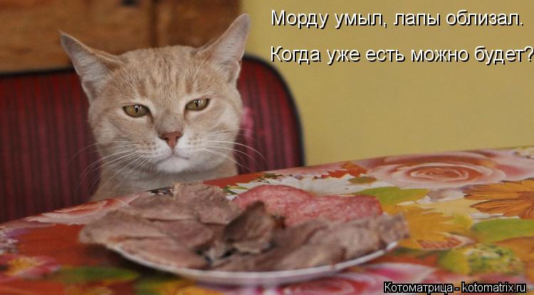 Морду умыл, лапы облизал. Когда уже есть можно будет?... Котоматрица: Морду умыл, лапы облизал. Когда уже есть можно будет?
