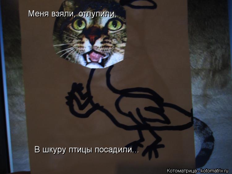 Меня взяли, отлупили, В шкуру птицы посадили...... Котоматрица: Меня взяли, отлупили, В шкуру птицы посадили...