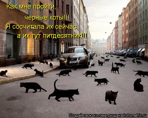 Как мне пройти, черные коты!!! Я сосчитала их сейчас, а их тут питдесятник!!! а их тут питдесятник!!!... Котоматрица: Как мне пройти, черные коты!!! Я сосчитала их сейчас, а их тут питдесятник!!! а их тут питдесятник!!!